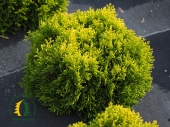 Thuja orientalis (Platycladus orientalis) 'Golden Penny' ® 